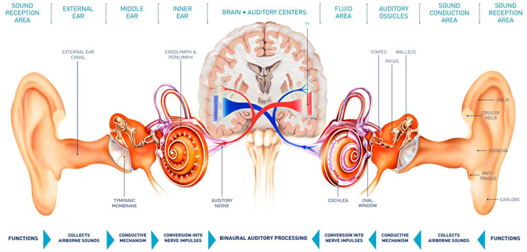 How the Ear Works